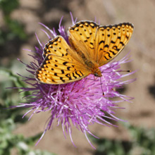 Butterfly landing on Thistle