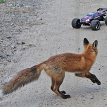 Fox and Toy Car