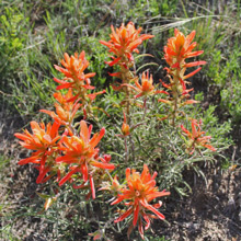 Colorado Paintbrush Flowers