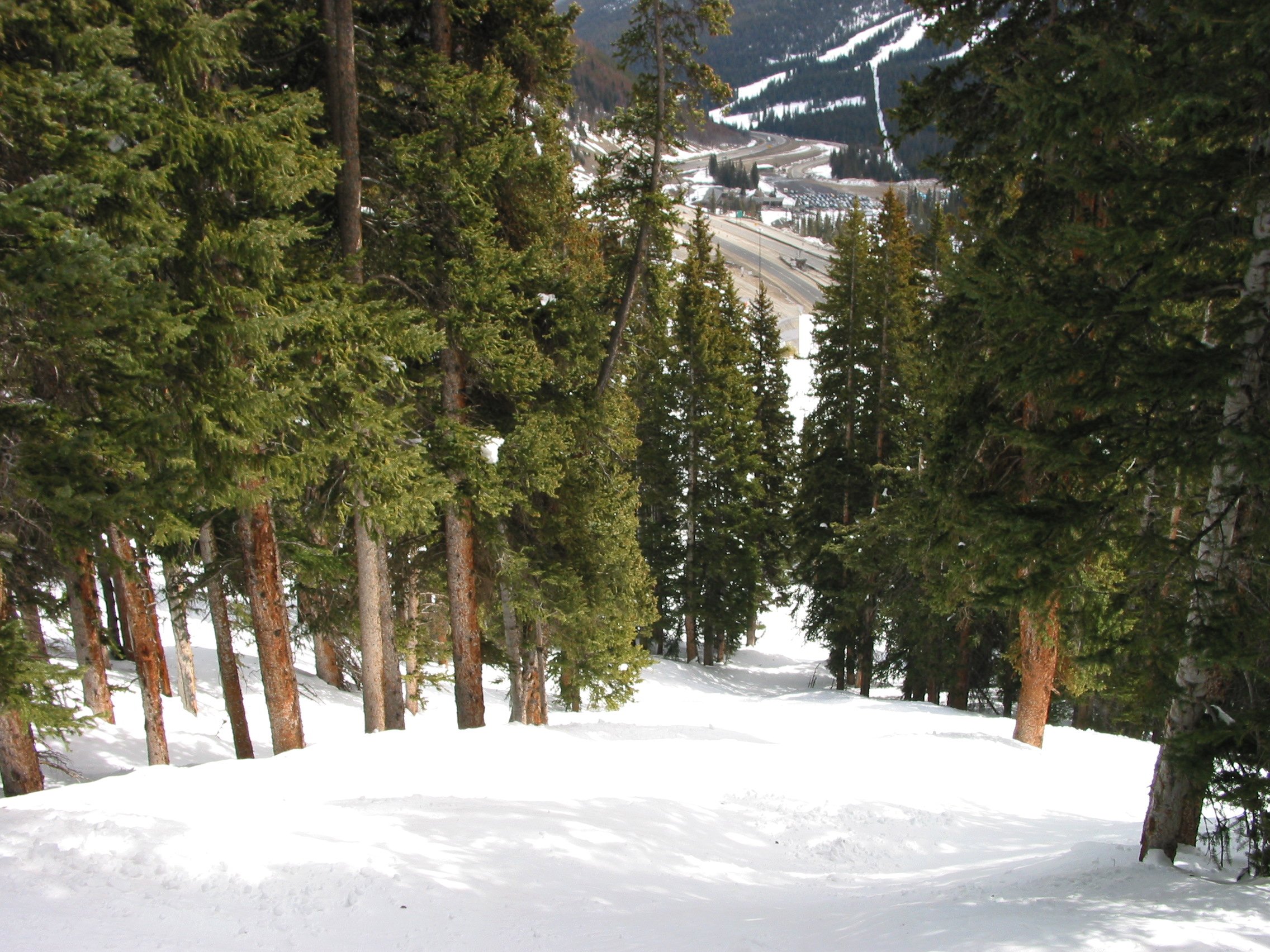 Tree skiing near Scrub
