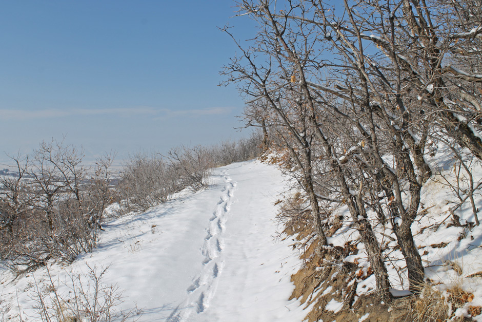 Winter on the Bucksnort Trail
