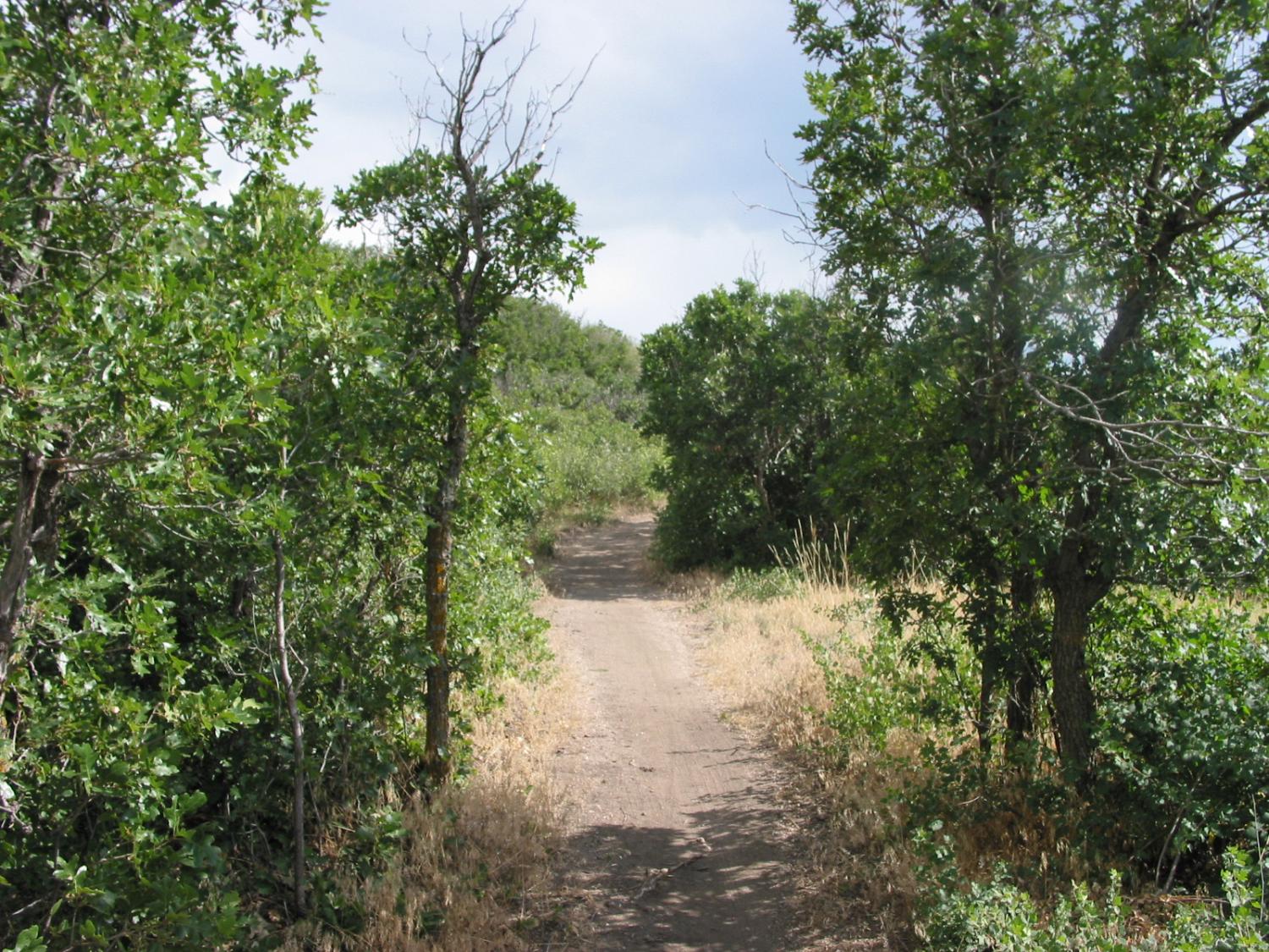 Scrub Oak along the Cowboy Up Trail in August.