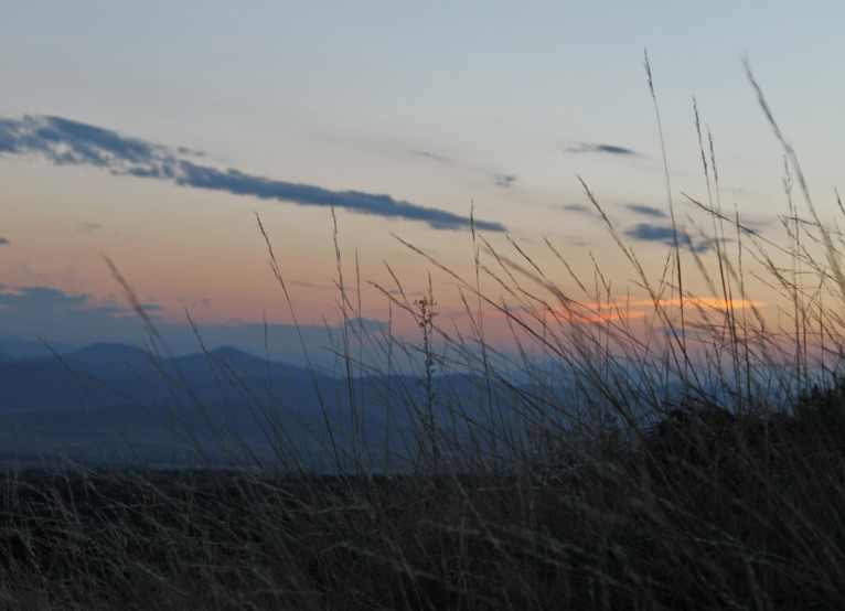 Tall Grass at Sunset, Longhorn Ledge Trail, Highlands Ranch Backcountry