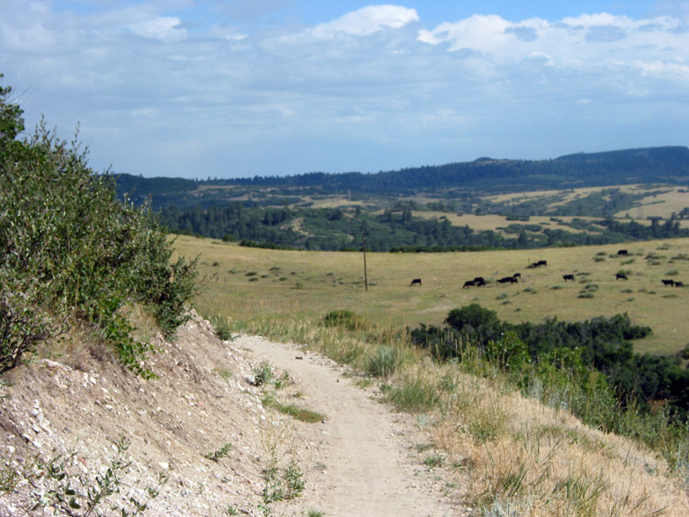 Longhorn Ledge Trail with Cows in the Background