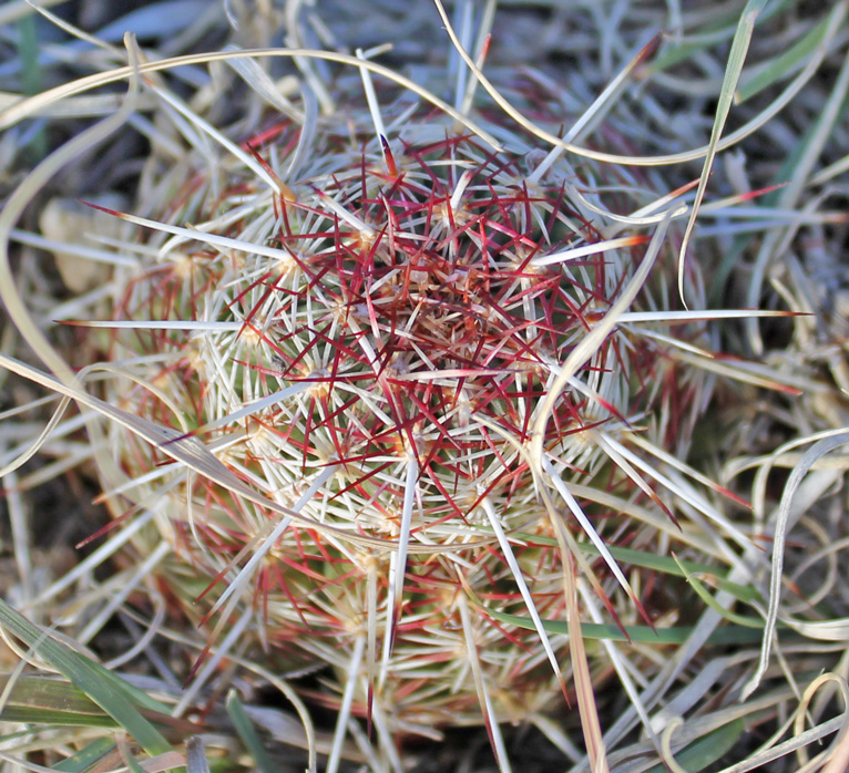 Minature Barrel Cactus