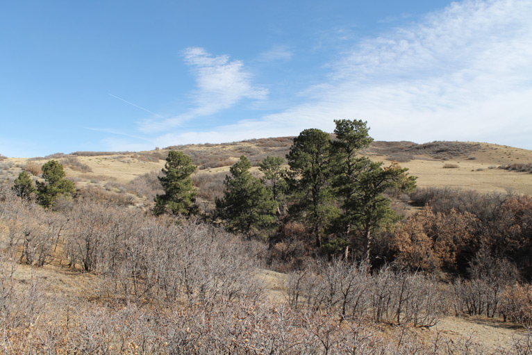 Longhorn Ledge Trail Ponderosa Trees