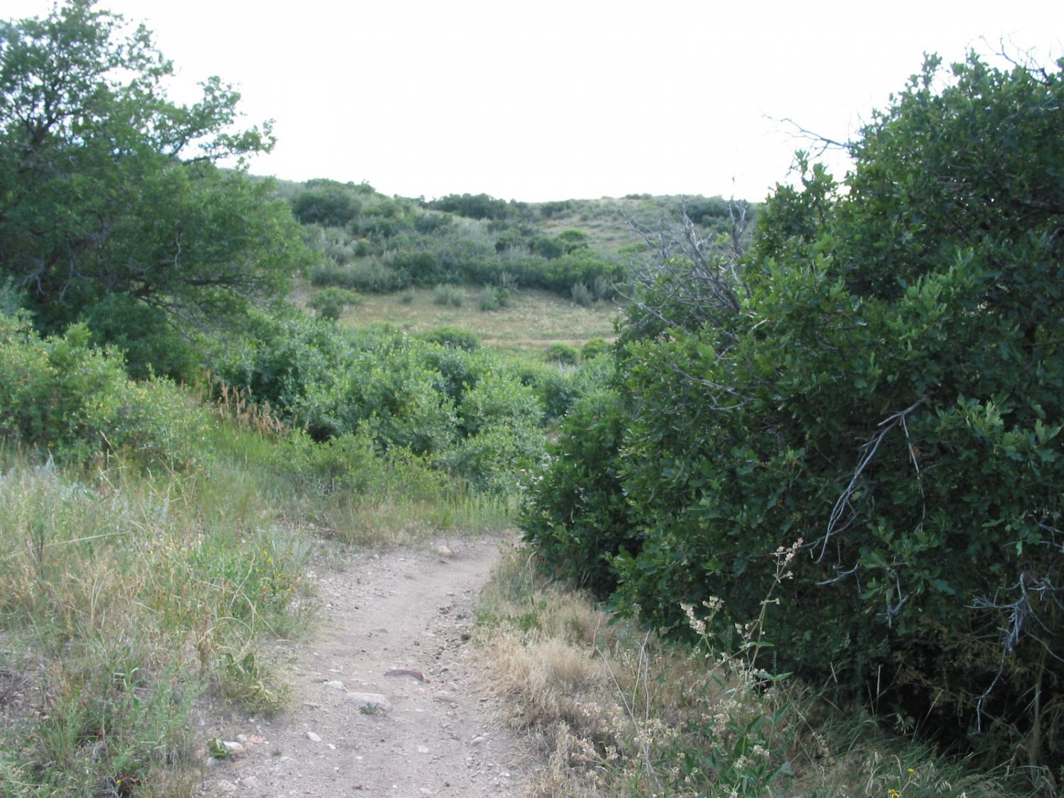 Looking south on the Rocky Gulch Trail in August 2010