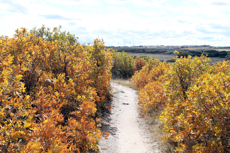 Ponderosa Trail Winding Through Yellow Scrub Oak Leaves