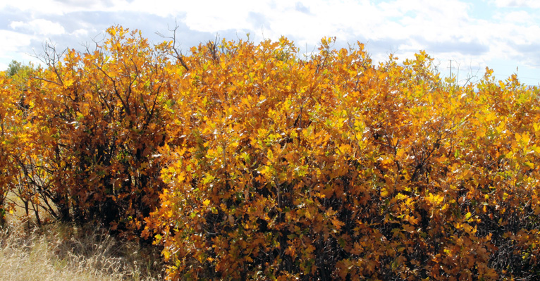 Scrub Oak with Yellow Leaves