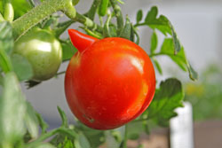Tomato in Karl Kelman's Backyard