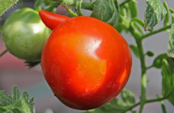 Tomato in Karl Kelman's Backyard