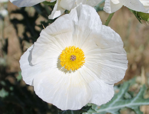 Dawson Butte Flower