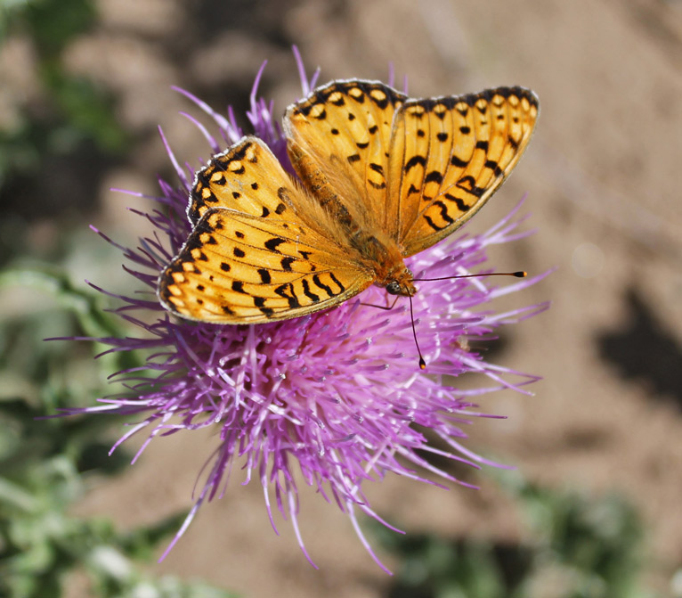 Yellow Butterfly on Douglas County East-West Trail