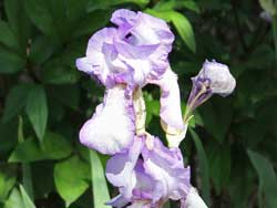 Iris Flower Side View