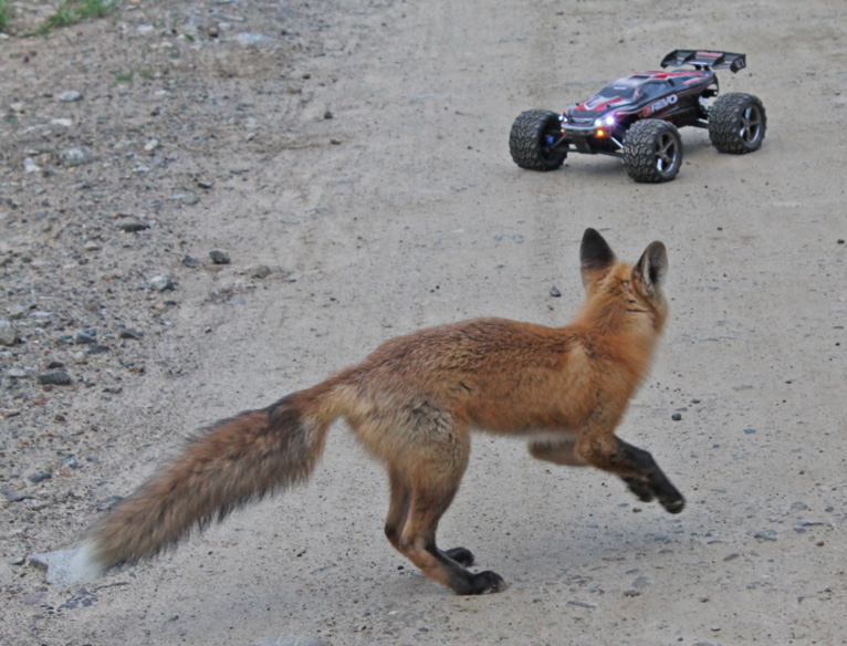 Fox and Remote Controlled Car