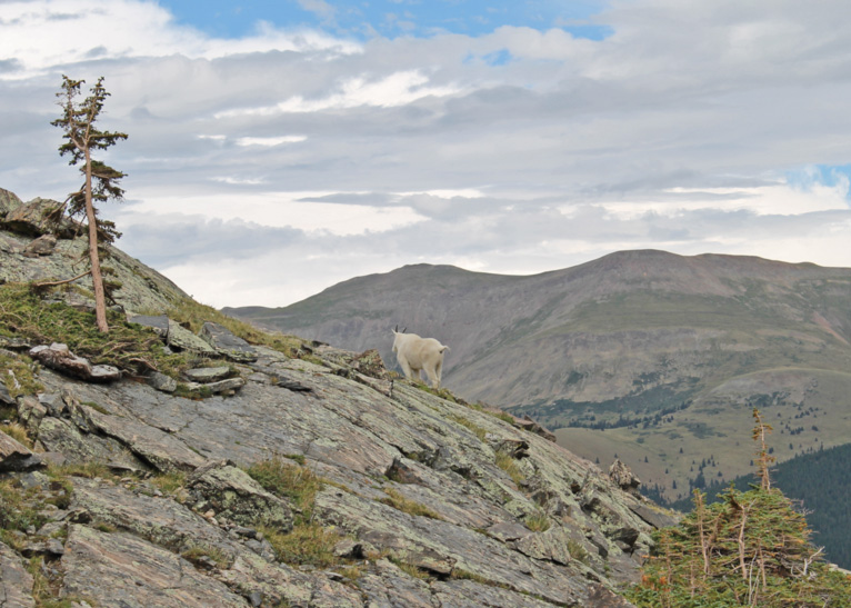 Goat enjoying the view on the South Face of Quandary