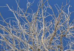 Cottonwood Tree against Deep Blue Sky