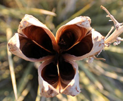 Yucca Pod at Sunset Highlands Ranch Open Space