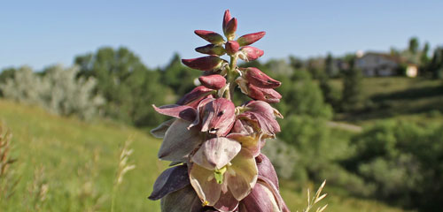 Yucca in Highlands Ranch Open Space