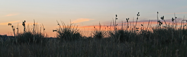 Yucca Plants at Sunrise