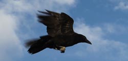 Crow on the Northridge Gulch Trail