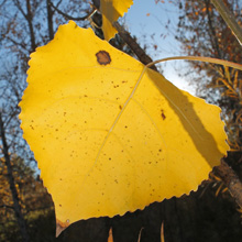Cottonwood Leaf