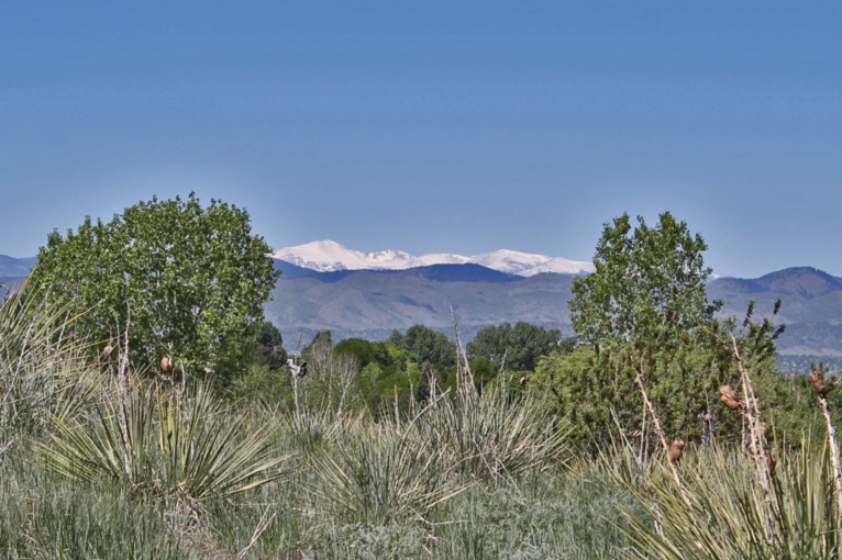 Yucca and Mount Evans from Northridge Park.