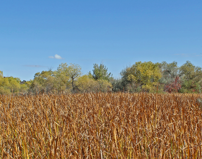 Northridge Wetlands in Fall