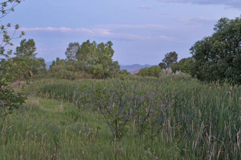 Reeds in Highlands Ranch Wetlands