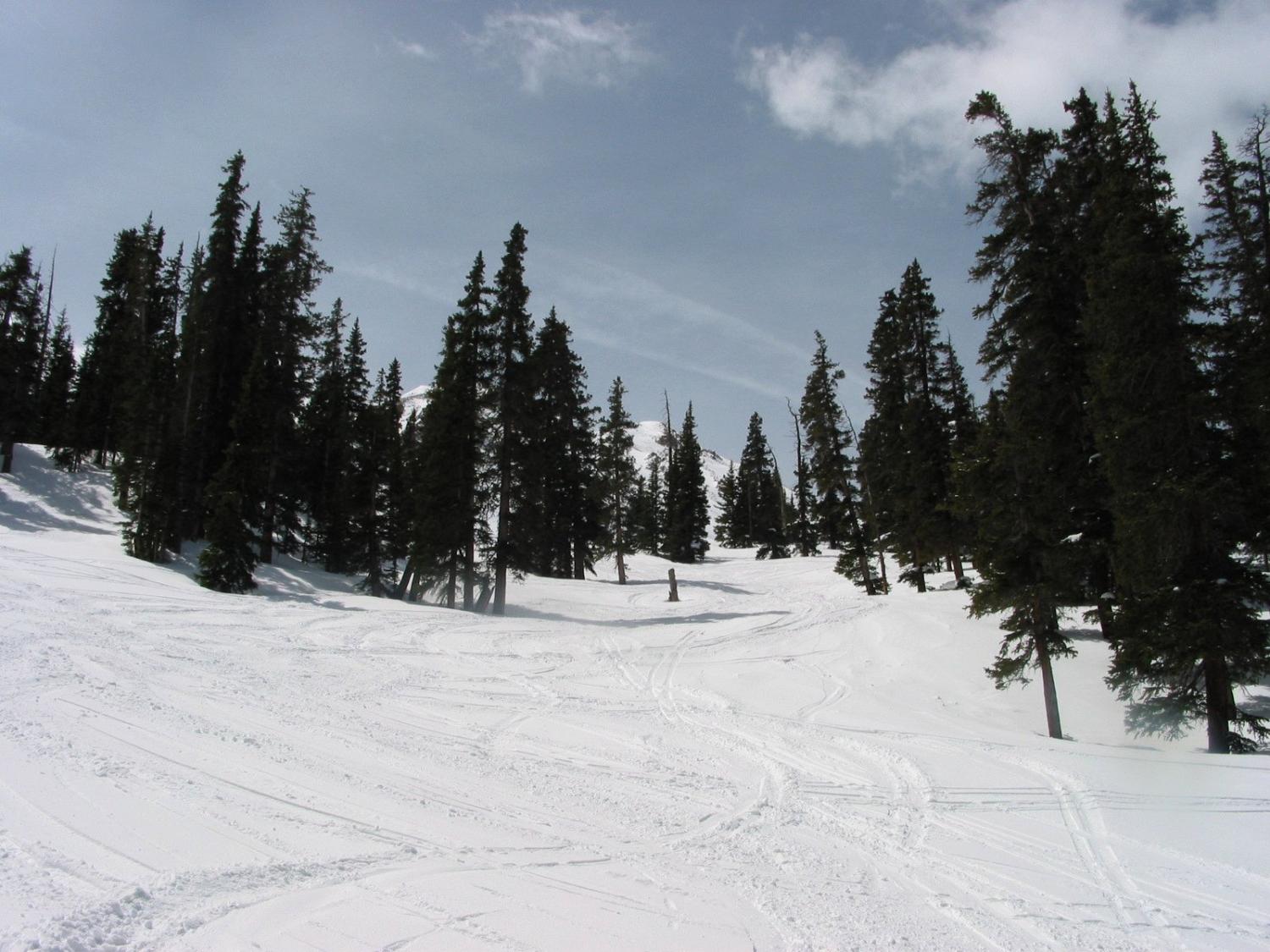 Forest Meadow Ski Trail