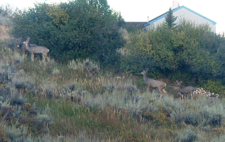 Several Deer