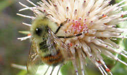 Breckenridge Bee