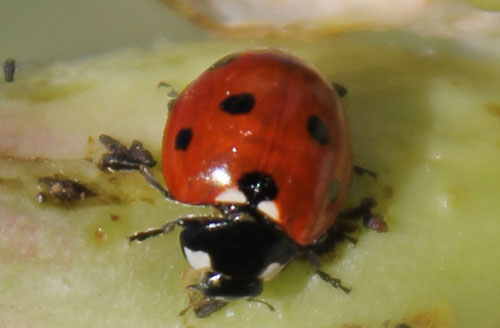 Ladybug in Northridge Open Space