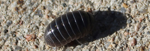 Rolly Polly in Northridge Open Space