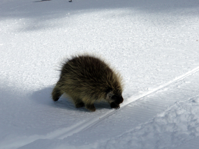 Porcupine on Snow