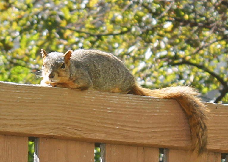 Squirrel resting in the sun on the Back Fence